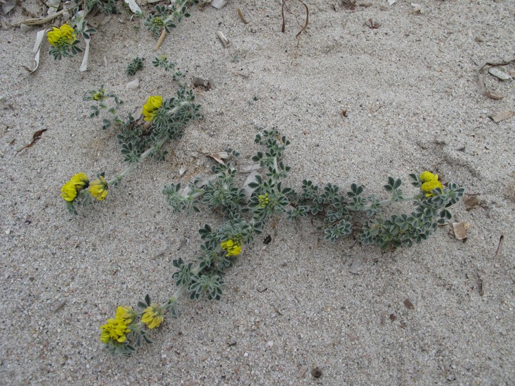 Medicago marina